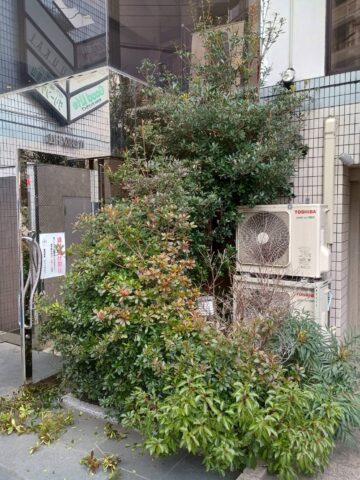 エントランスの植木の剪定前